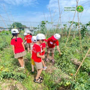 Trải nghiệm thu hoạch khoai ngay trực tiếp tại vườn Thanh Trì Eco Fam