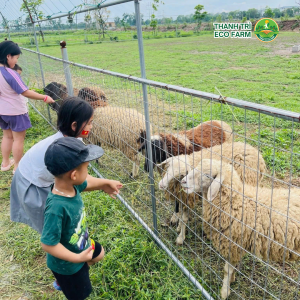 Hoạt động cho cừu ăn tại Thanh Trì Eco Farm