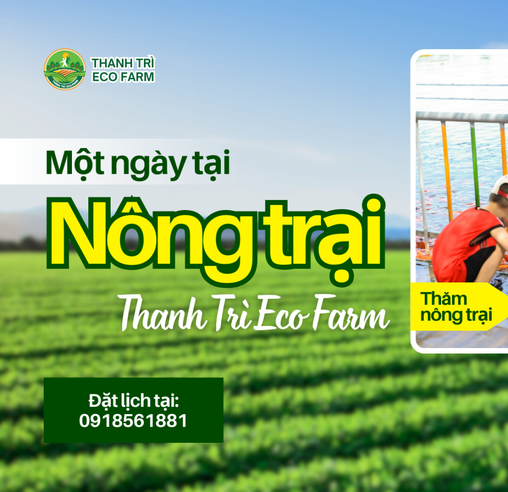 Một ngày tại nông trại Thanh Trì Eco Farm