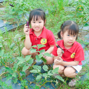 Thu hoạch cà tím tại vườn Thanh Trì Eco Farm