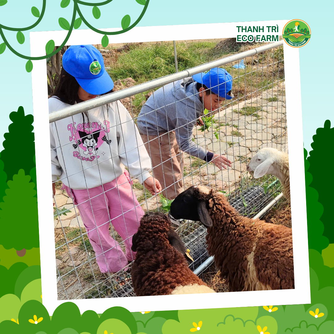 Hoạt động cho cừu ăn tại Thanh Trì Eco Farm